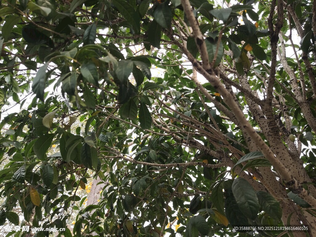 繁茂枝叶下的自然景致