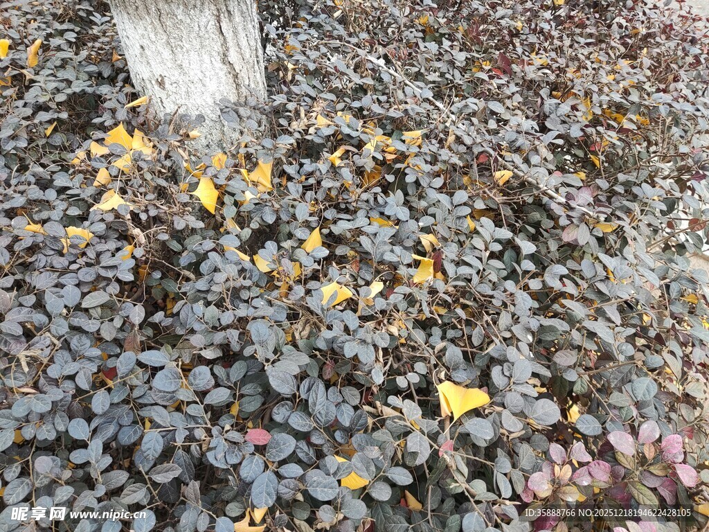 地面上的多彩植物叶片