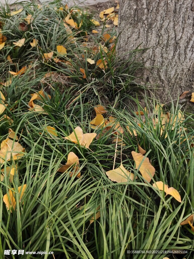 树下秋草与落叶