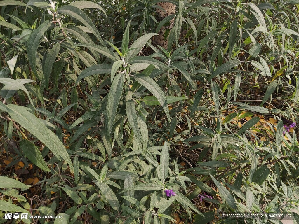 繁茂绿植中的紫色小花