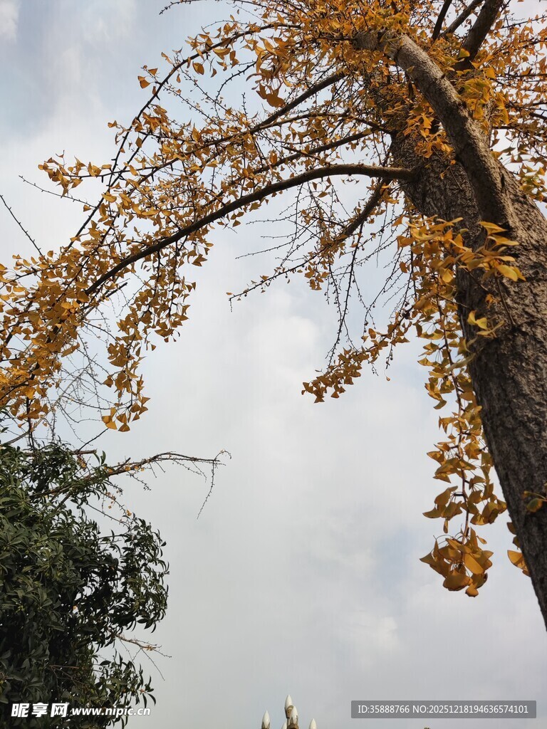 秋日银杏树枝展美景