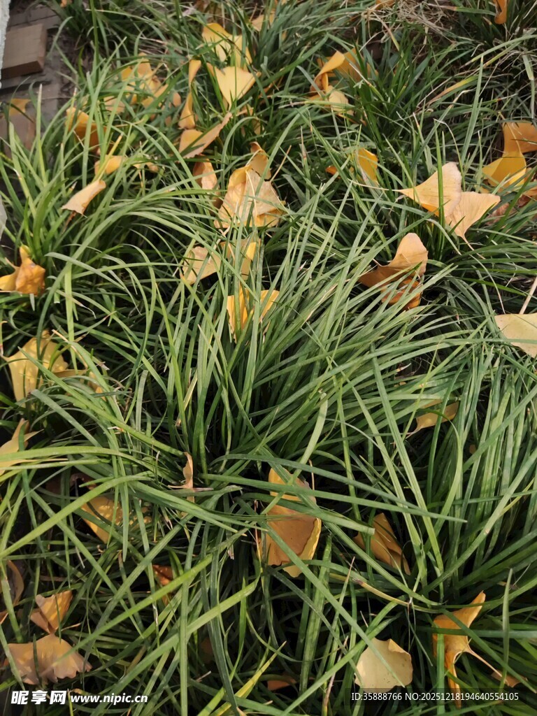 草丛中的枯黄落叶