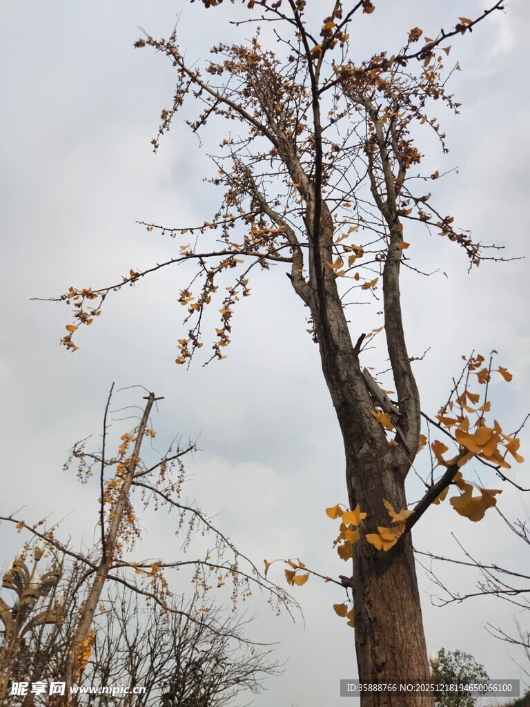 秋日枯树尽显萧瑟之态