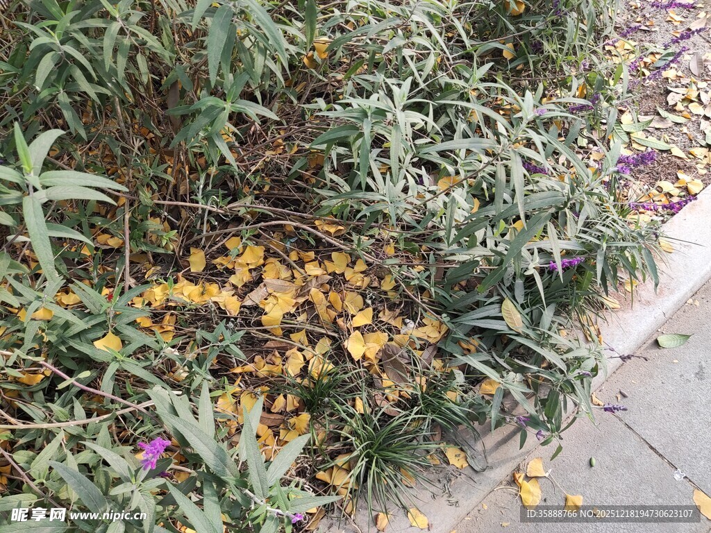 路边绿植与散落黄叶