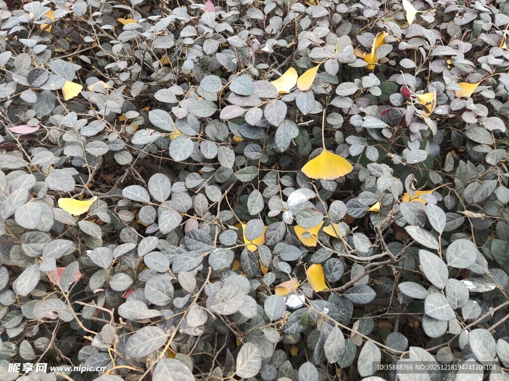 碎石上散落的黄色叶片