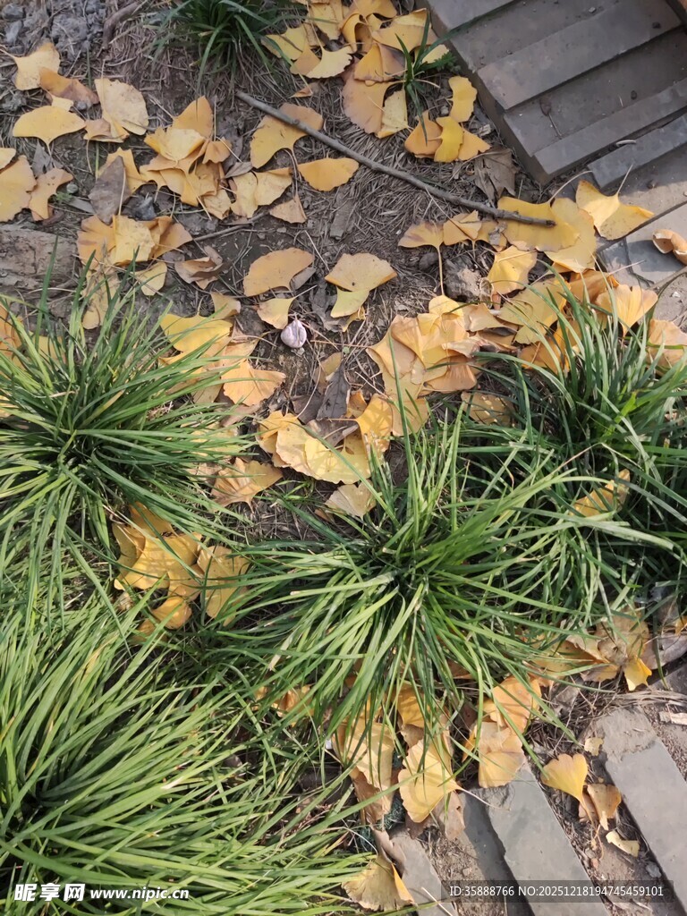 秋日落叶与绿植景致