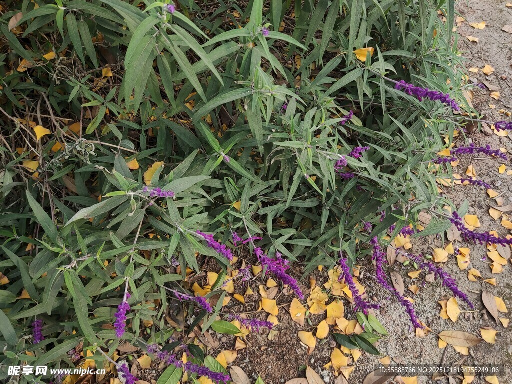 草丛中的紫黄相间花朵