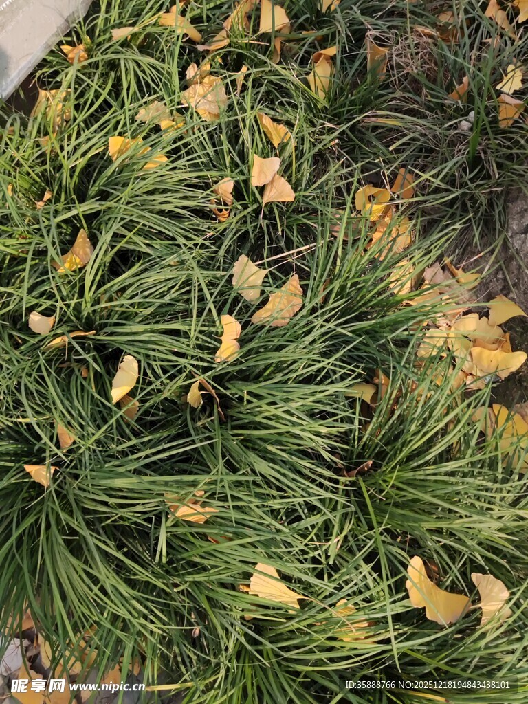 松针上的金黄落叶