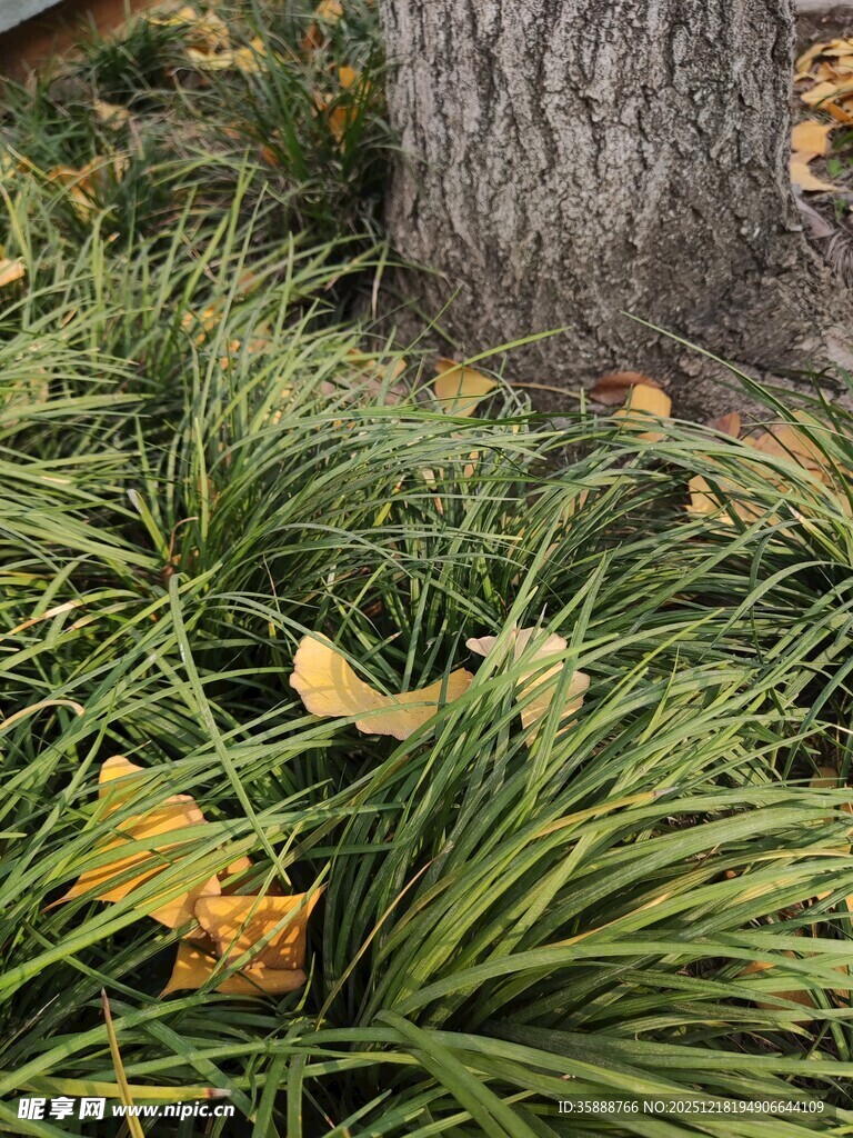 树下葱郁草丛与落叶