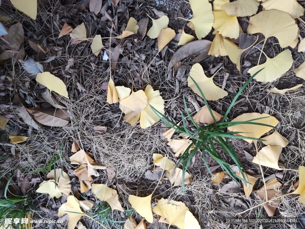 银杏落叶与新生小草