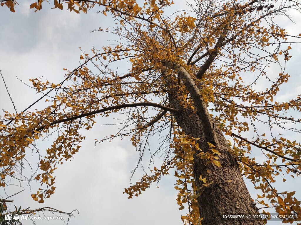 秋日银杏古树