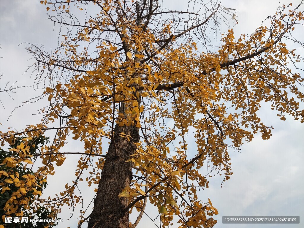 秋日银杏树枝叶展