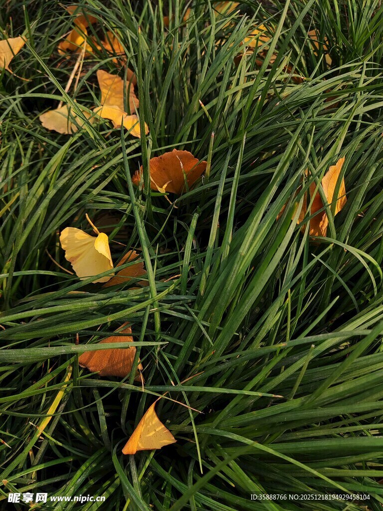 草丛中的斑斓落叶