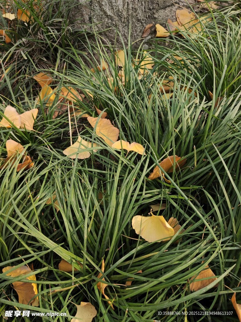 秋日草丛中的枯黄落叶