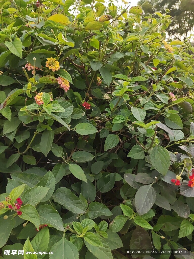 绿叶间的红色果实