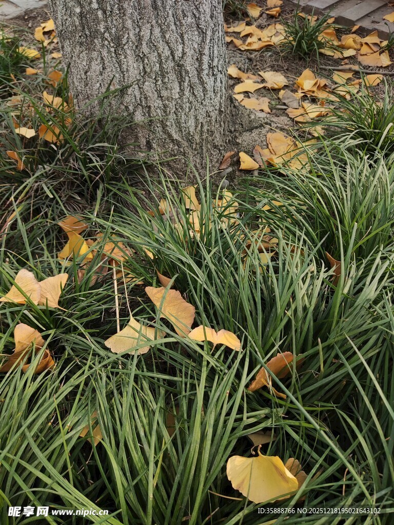 树下秋景银杏叶落于草丛