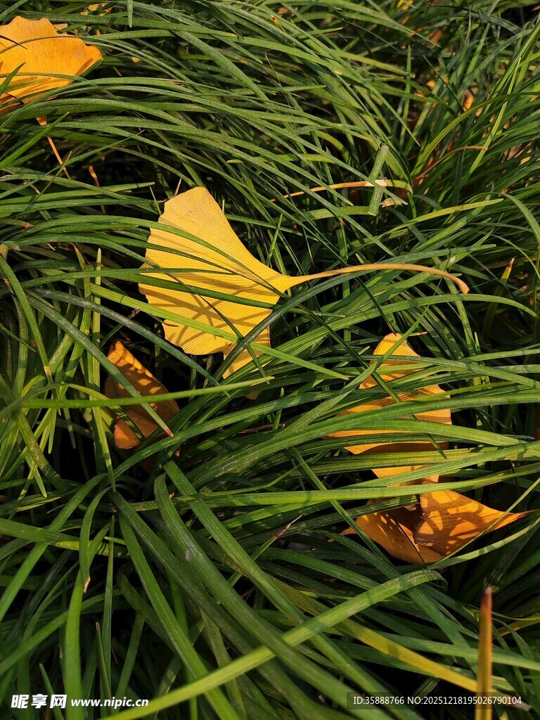 草丛中的金黄落叶