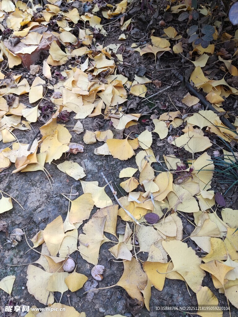 落叶满地的秋日景象