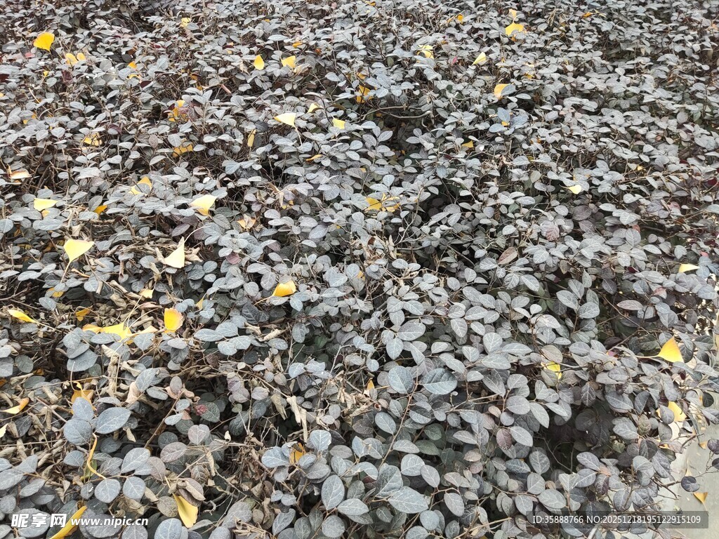 碎石地面散落些许黄叶