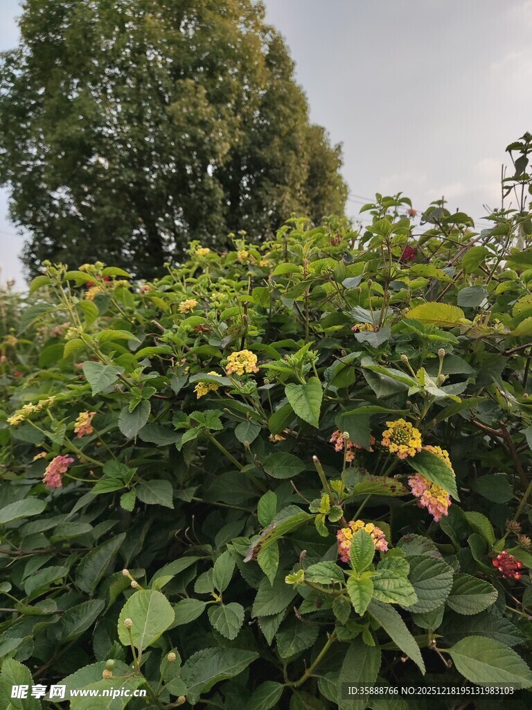 绿叶间的多彩果实