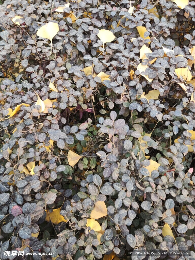 地面上的多彩落叶