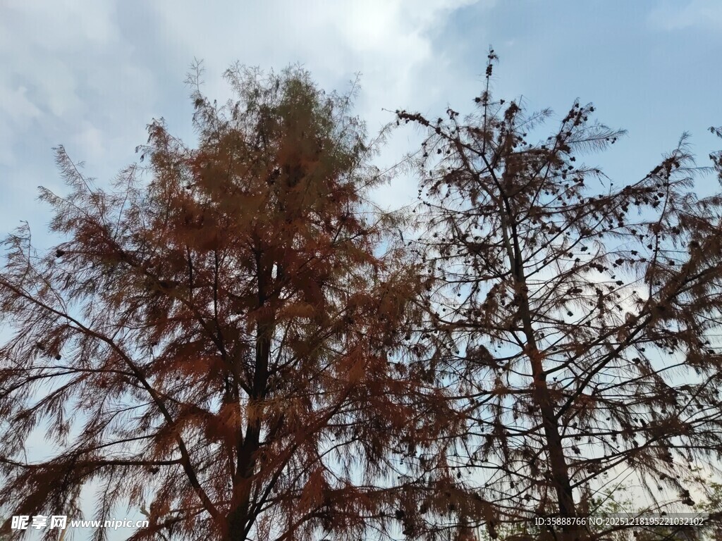 秋日红杉树景观