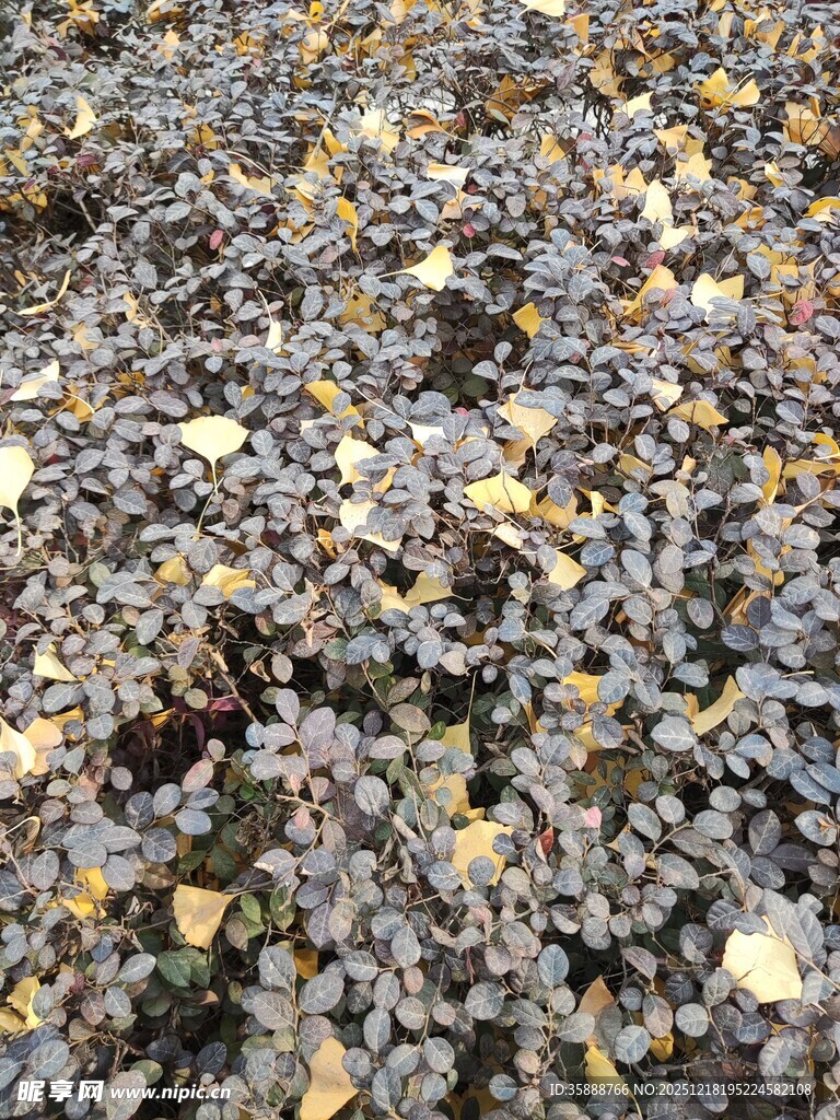 地面上的落叶与碎石