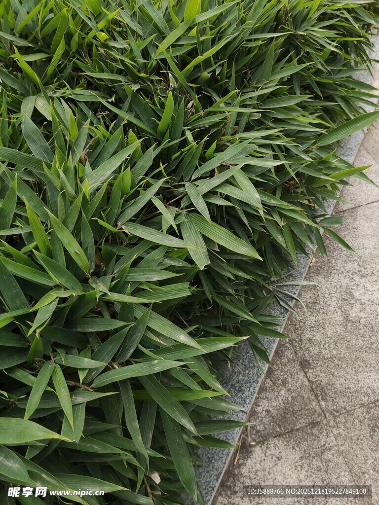 翠绿麦冬草沿路边生长