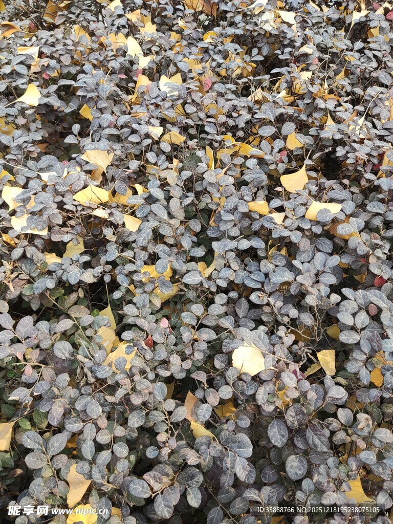 地面上的多彩落叶