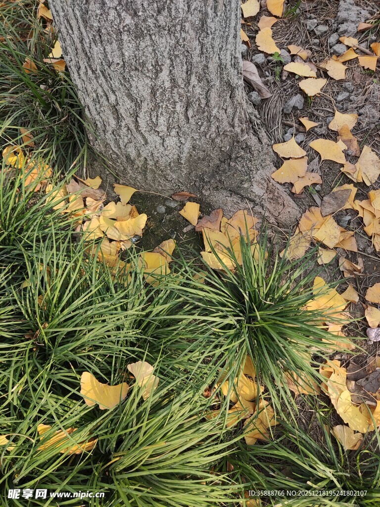 树下绿植与散落银杏叶