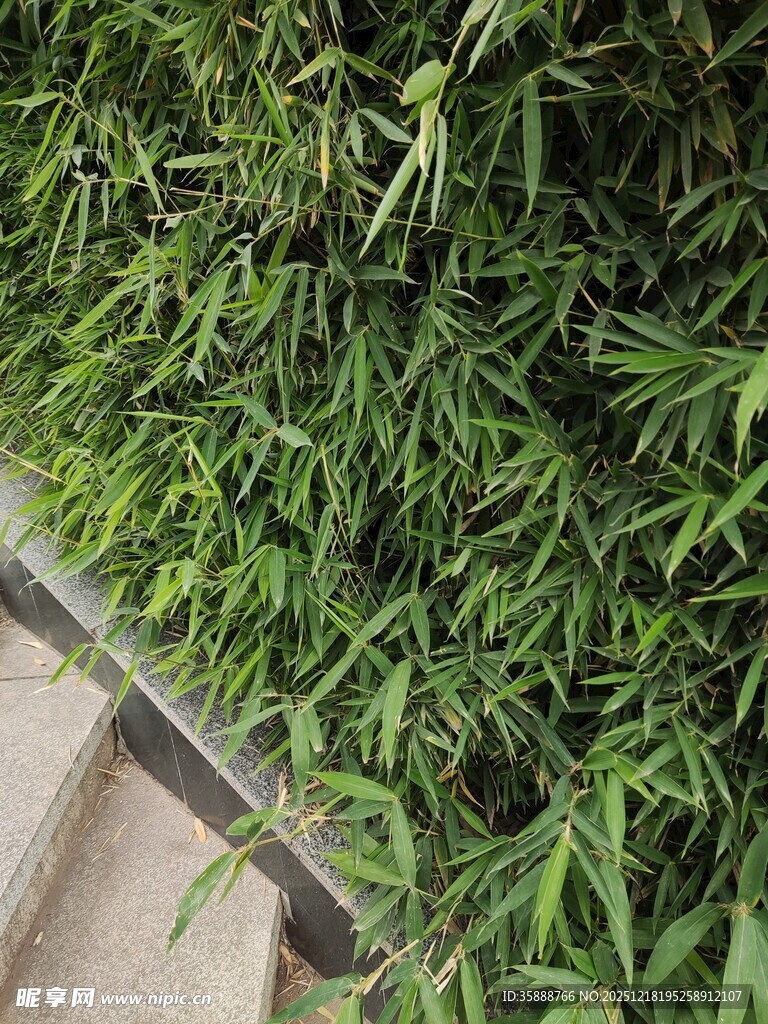 楼梯旁的翠绿竹林景观