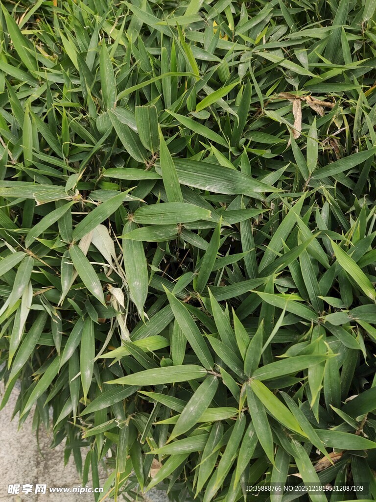 翠绿竹叶丛生景象