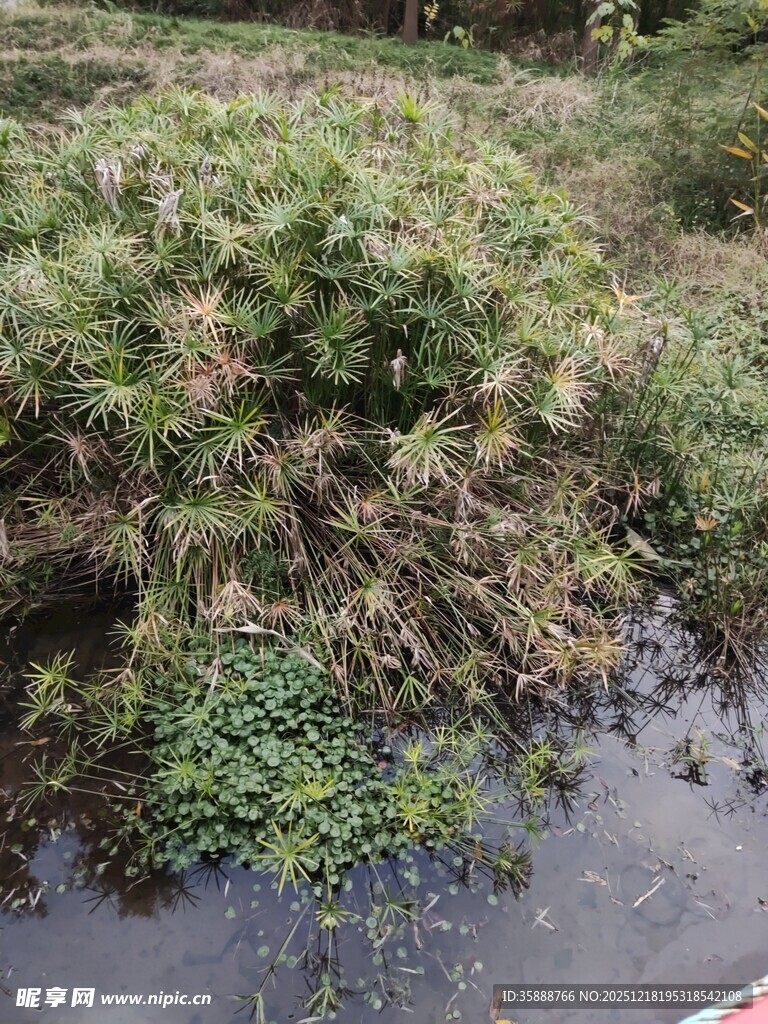 溪边繁茂绿植景观