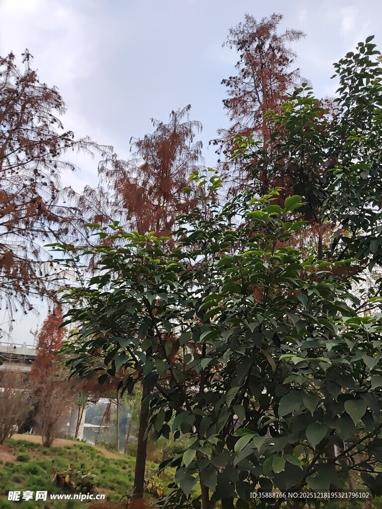 户外多彩树木景观