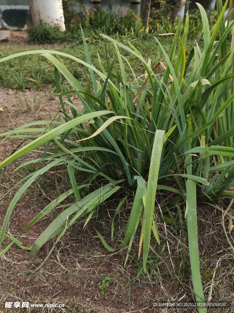 翠绿长叶植物特写