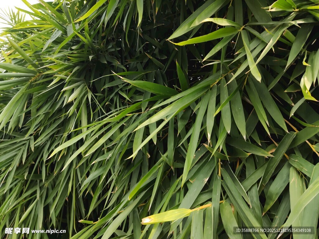 翠绿繁茂的热带植物叶片
