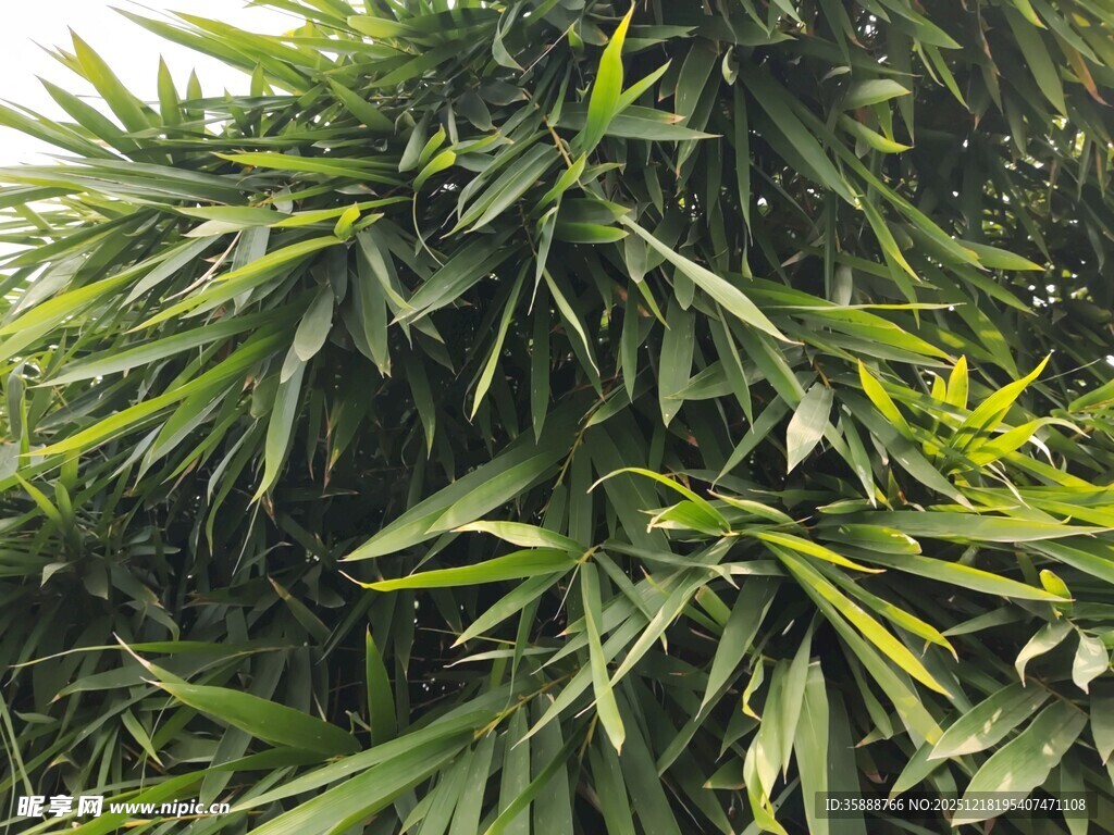 翠绿繁茂的竹叶景观