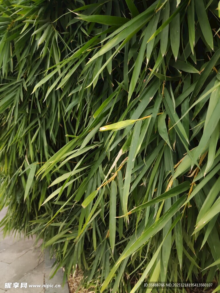 翠绿竹叶清新自然景致