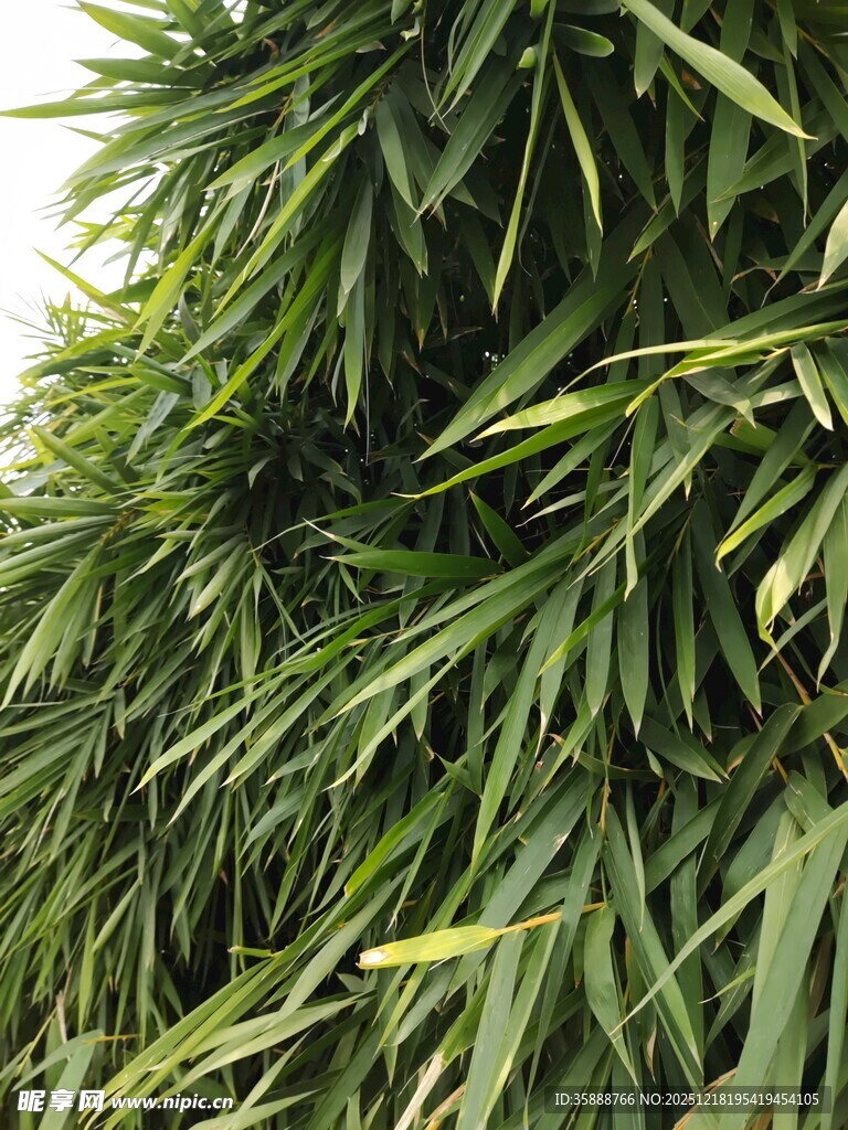 翠绿繁茂的竹叶景观