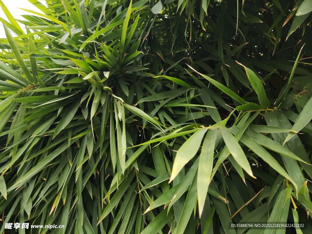 翠绿繁茂的热带植物叶片