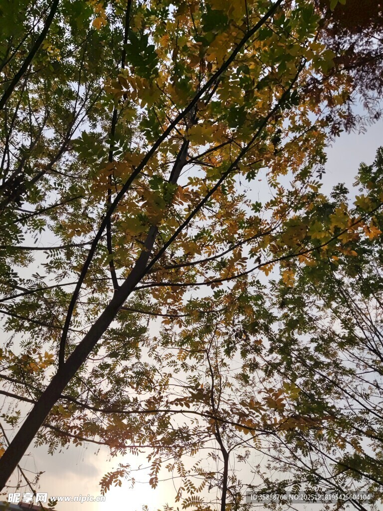 秋日树梢斑斓树叶映天际