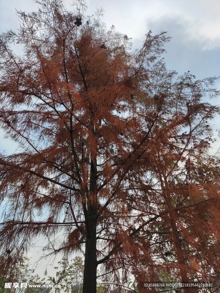 秋日红杉树景观