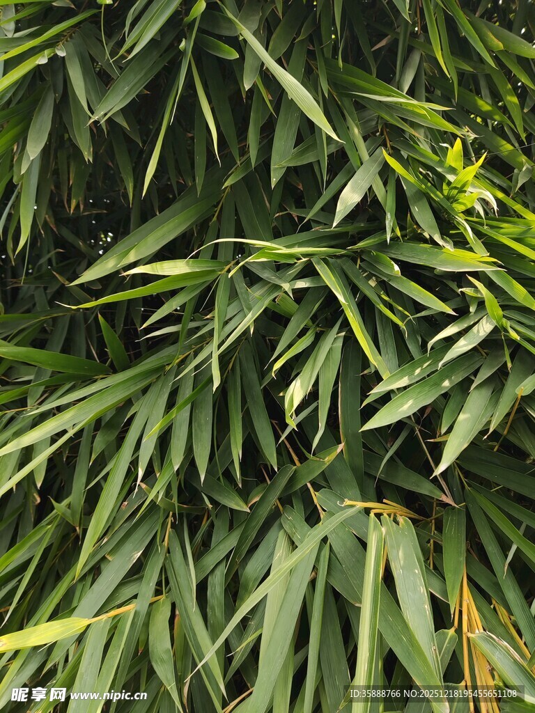 翠绿竹叶特写