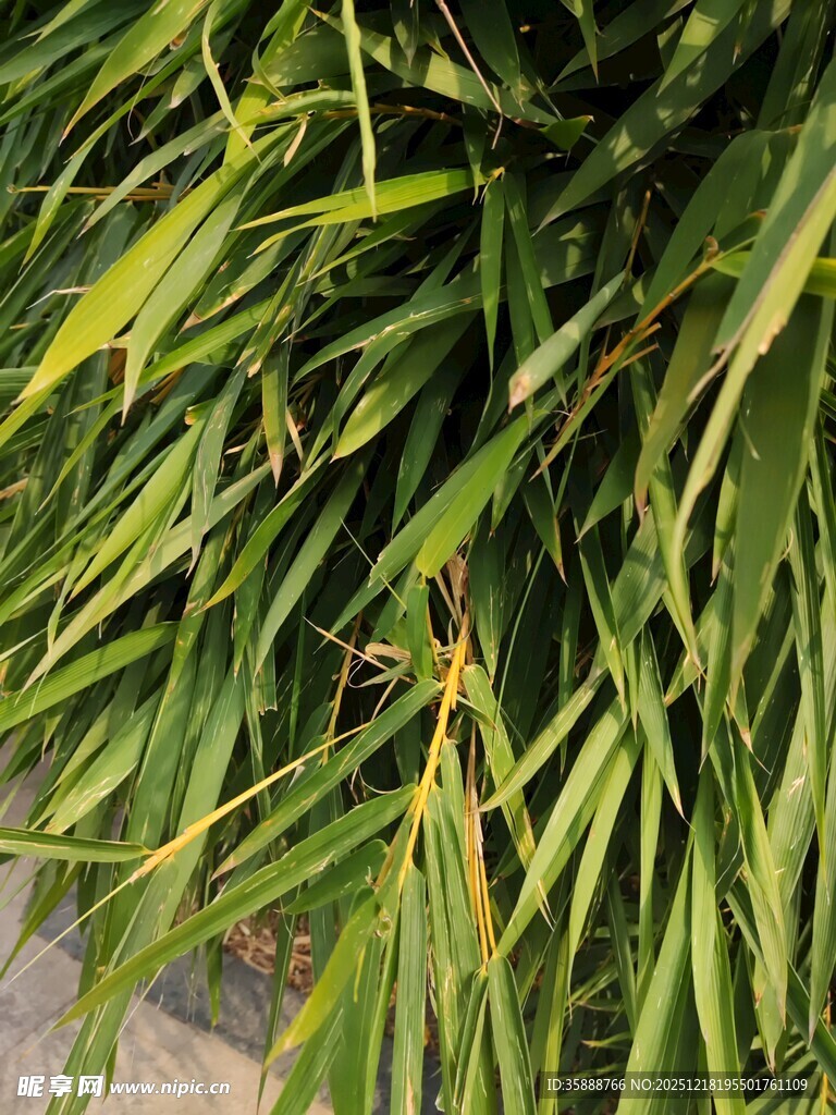 翠绿修长的植物叶片