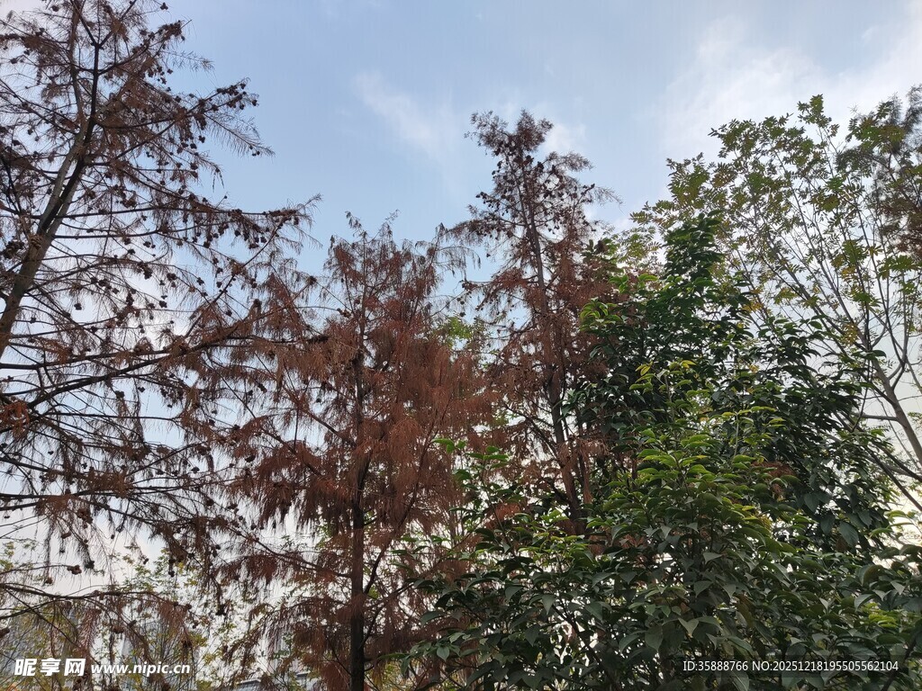 秋日多彩树木景观