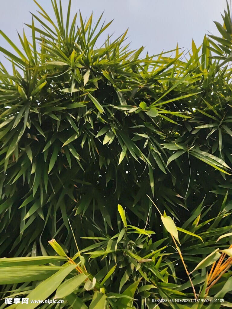 翠绿繁茂的竹子景观