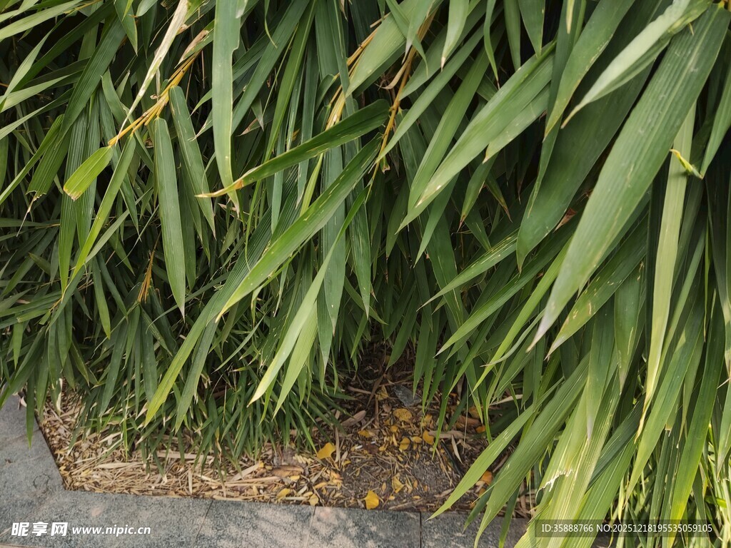 翠绿修长的叶片植物