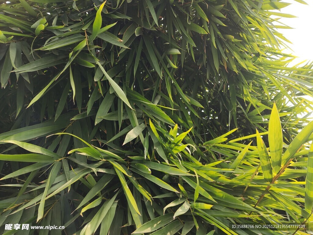 翠绿竹叶尽显自然生机