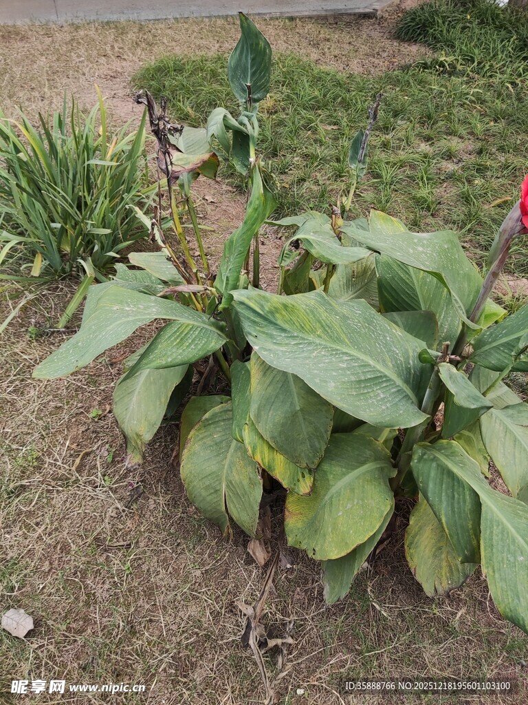 绿叶植物生机盎然