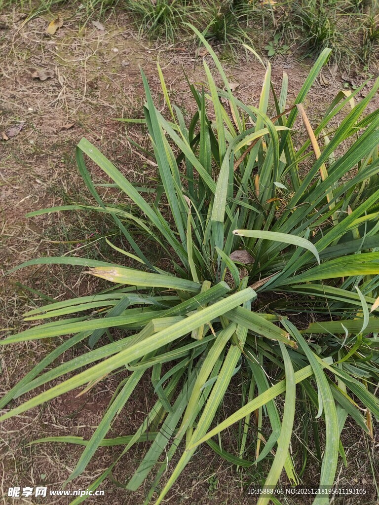 翠绿凤梨植株特写